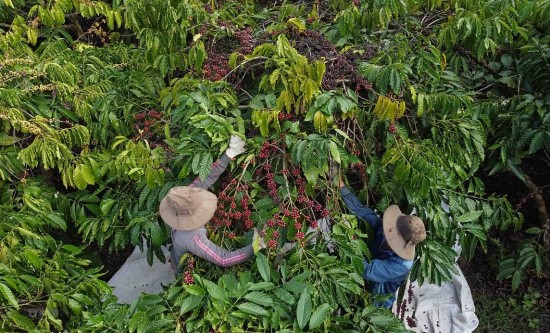 Trồng cà