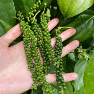 Tiêu xanh chất lượng