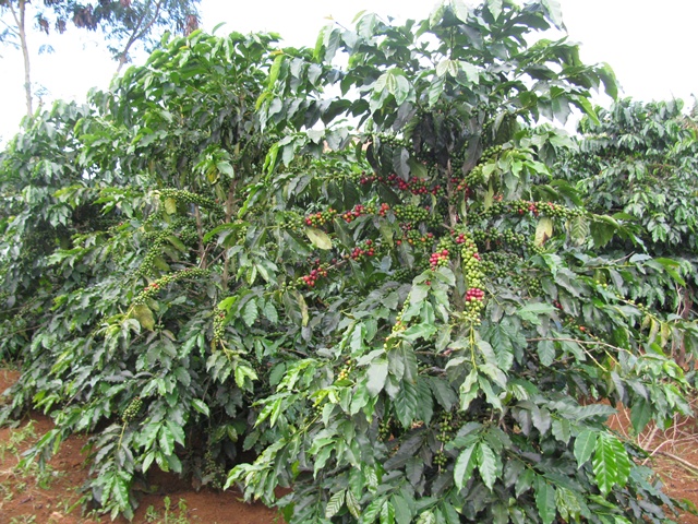 Trồng cà phê