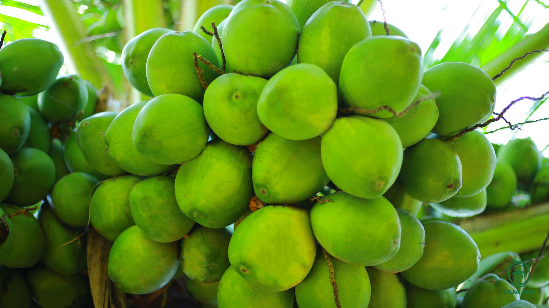 Coconuts