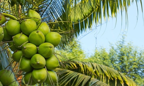 Vietnamese coconuts