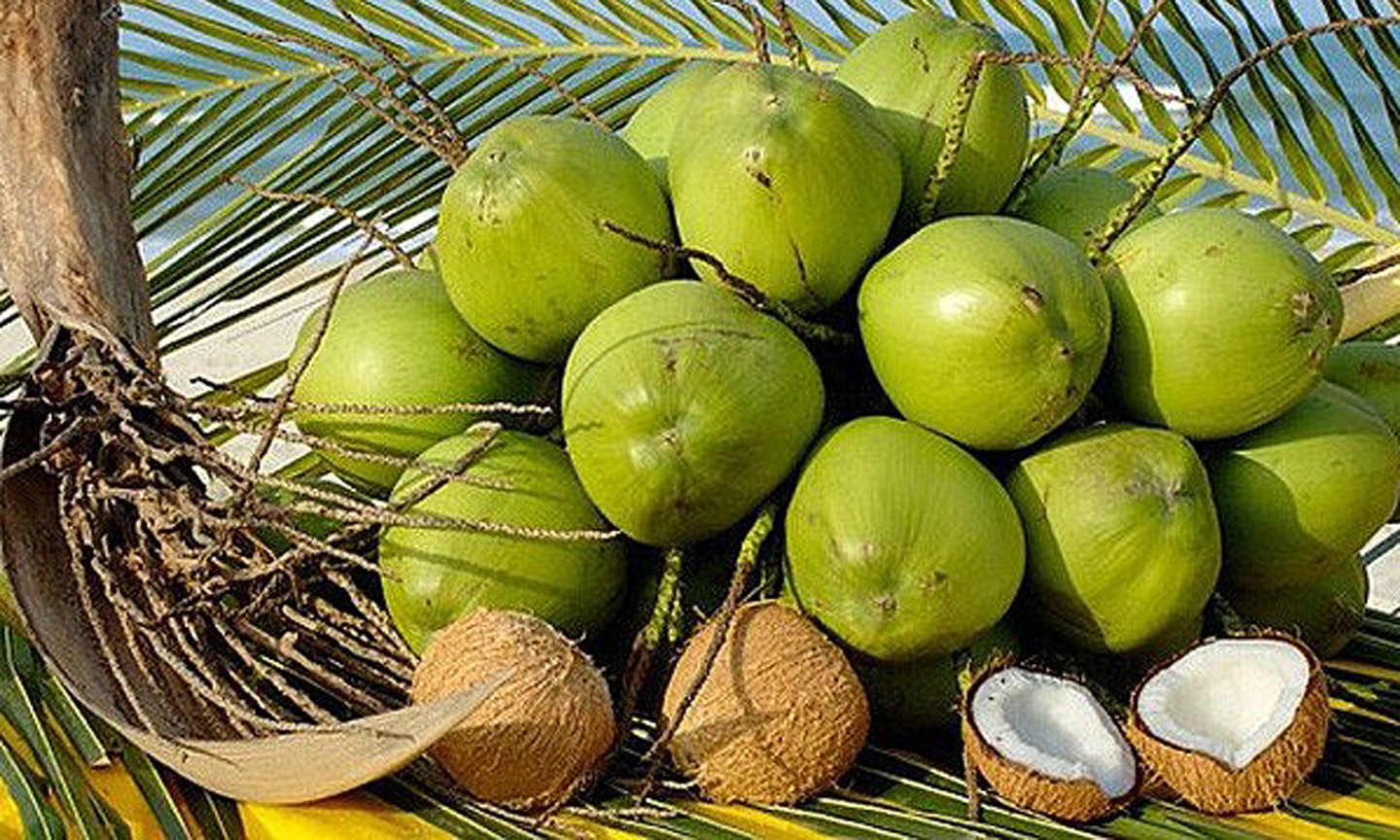 Coconuts
