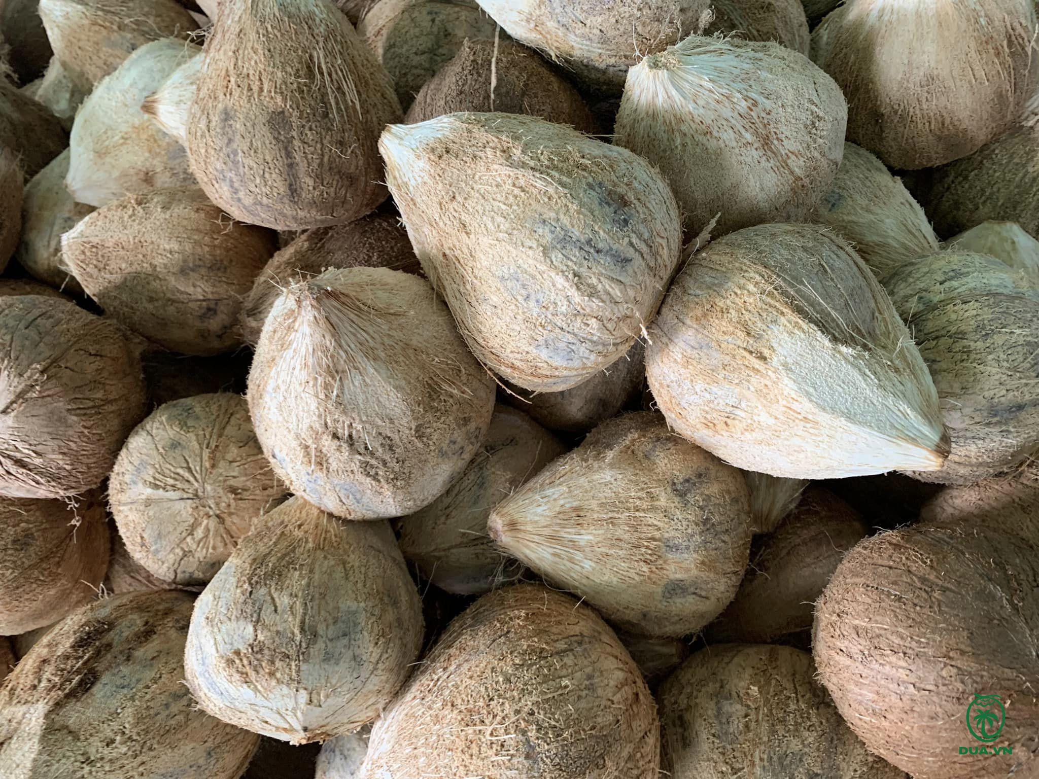 export of dried coconut