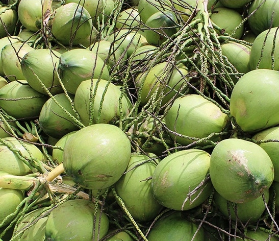Fresh Coconut