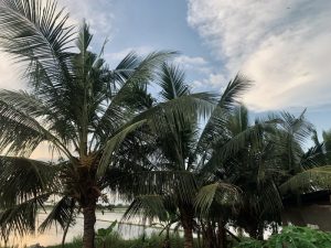 Fresh Vietnamese Coconut