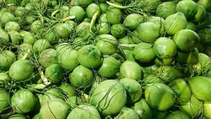 Vietnamese coconuts