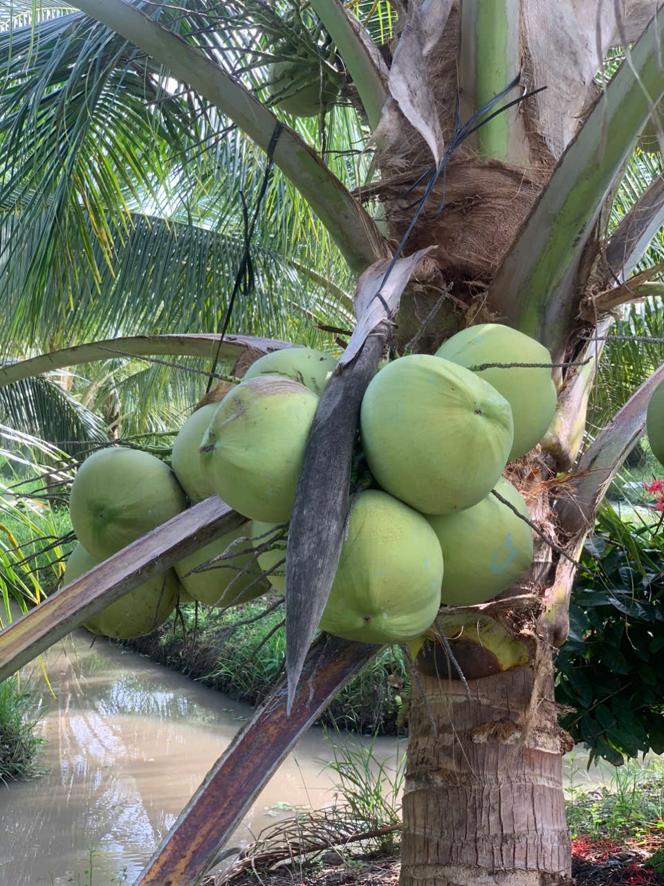 Dừa