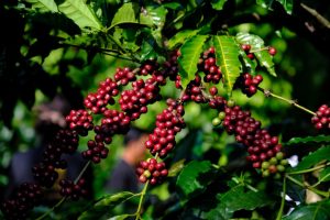 Cà phê Robusta