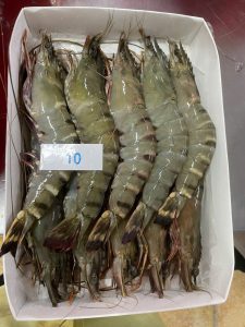 Tôm sú chất lượng cao