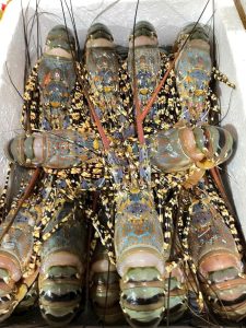 Scalloped Spiny Lobster