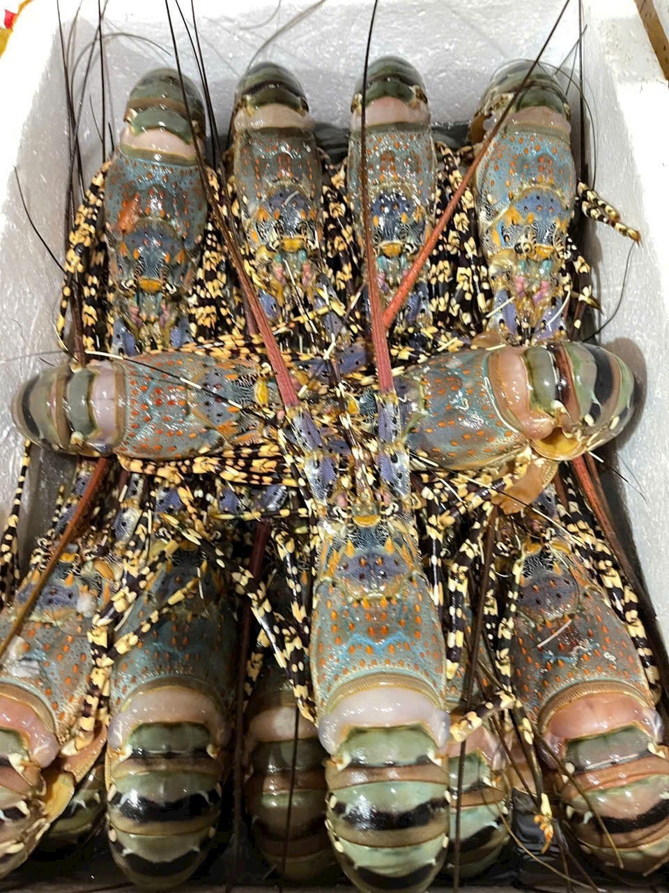 Scalloped Spiny Lobster