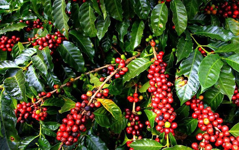 Tay Nguyen Robusta Coffee