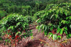 Tay Nguyen Robusta Coffee