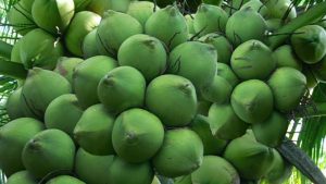 Coconut pineapple
