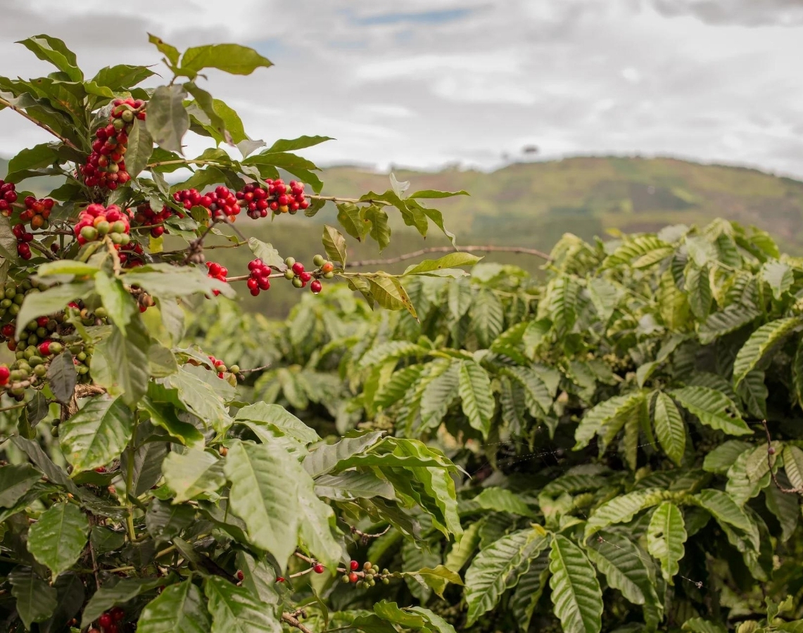 Robusta Coffee
