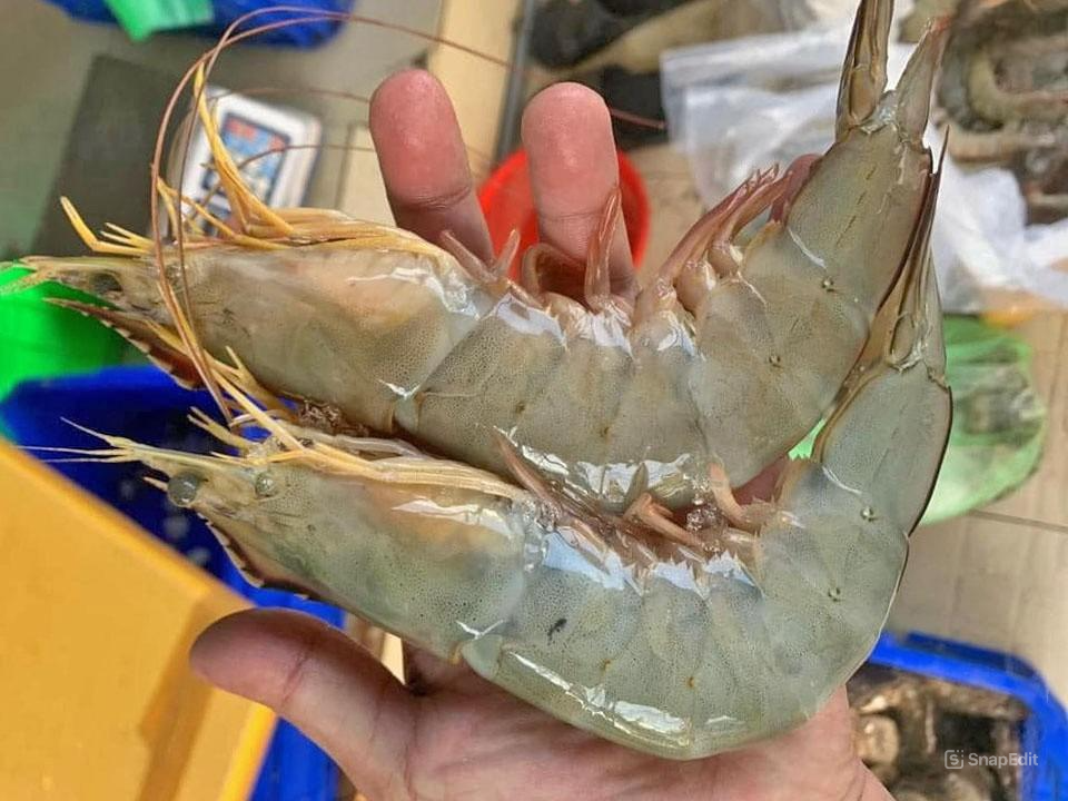 Whiteleg Shrimp