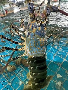 Spiny lobster
