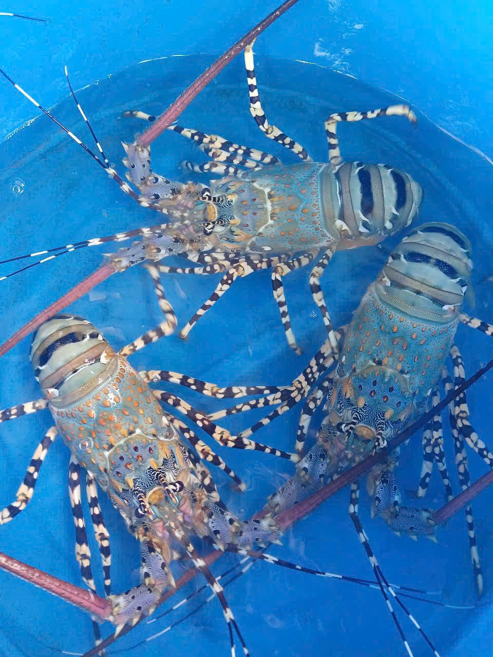 Ornate spiny lobster