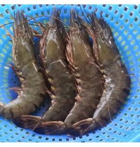 Whiteleg shrimp