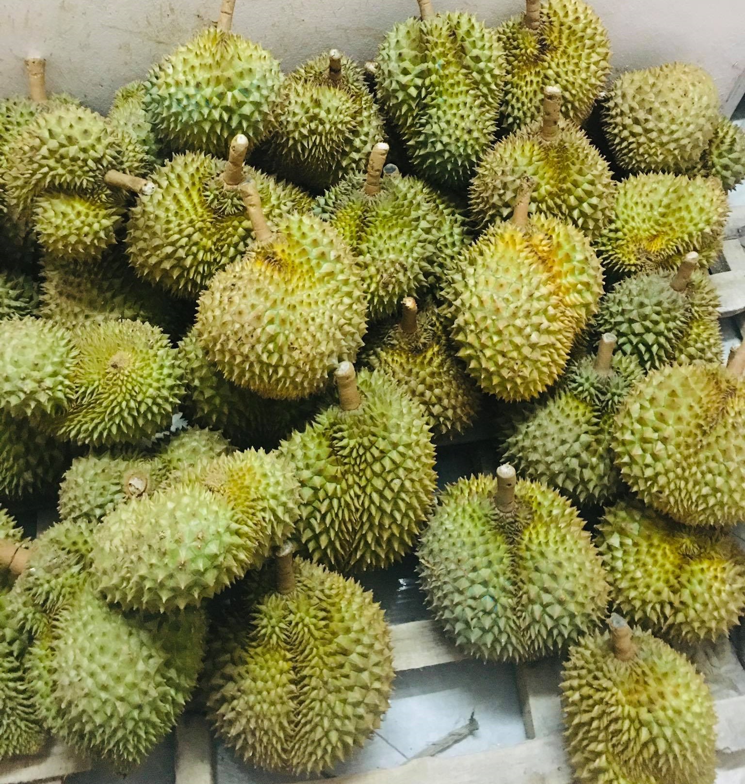 Vietnamese Monthong Durian