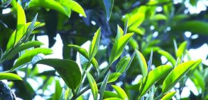 Shan Tuyet Tea