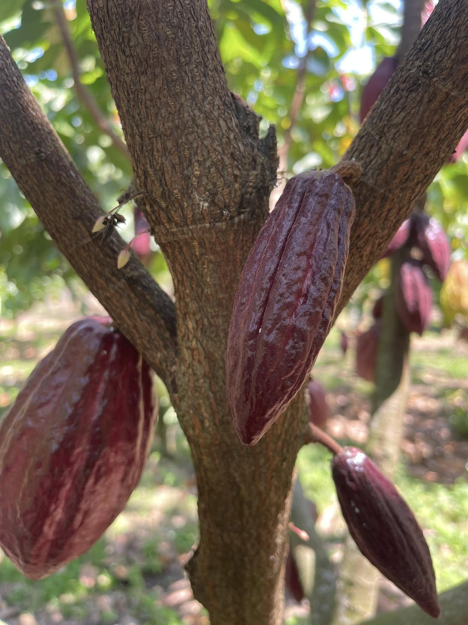 Cacao VietNam