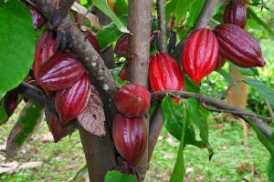 cacao