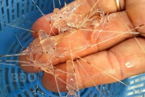 Lobster Seedlings