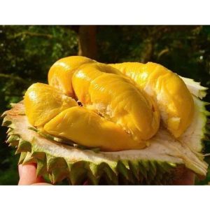 Ri6 Durian