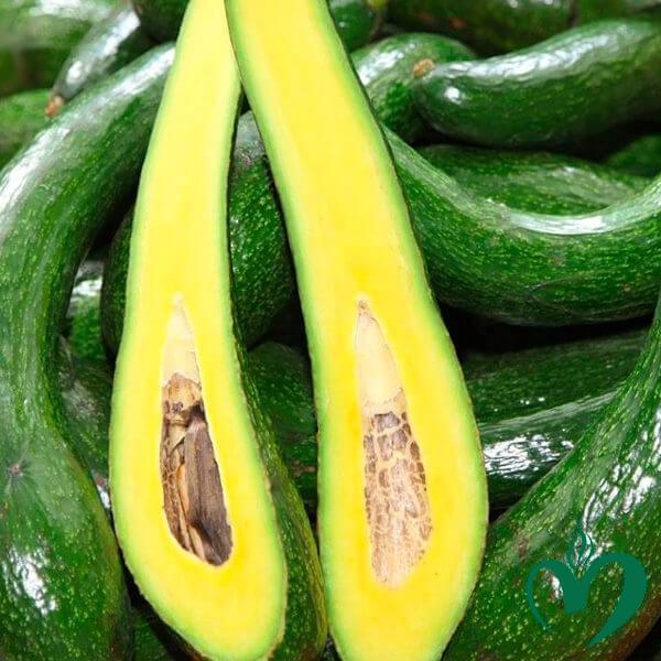 Avocado 034