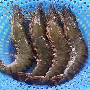 Tiger Shrimp