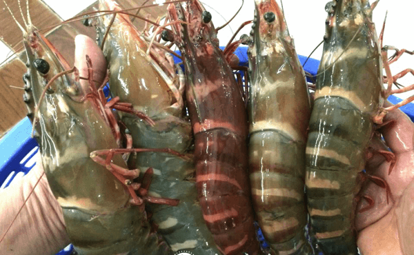 Vietnam's Tiger Shrimp