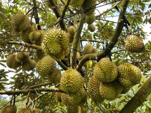 Ri6 Durian