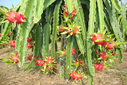 Dragon Fruit