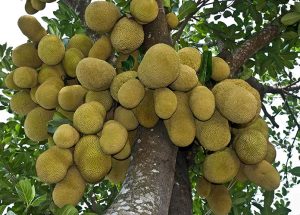 Jackfruit tree