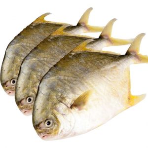 Silver Pompano