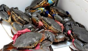 Crab VietNam