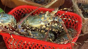 Lobster