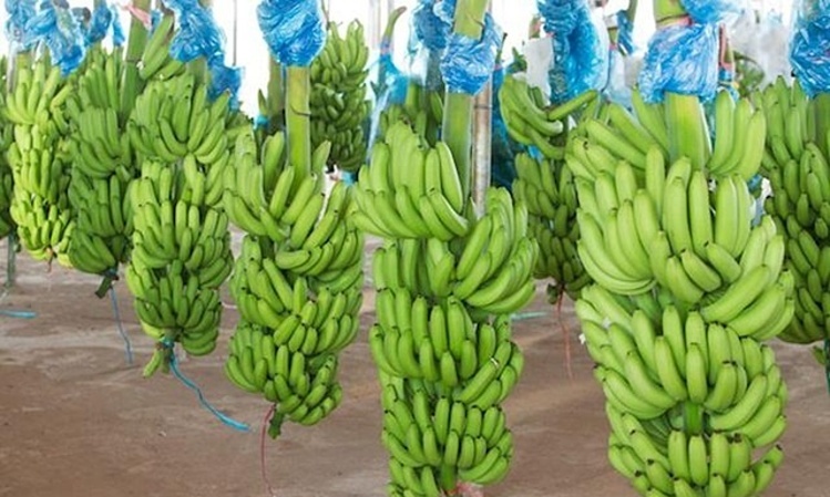 Vietnamese Bananas