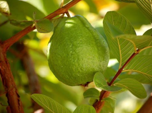 Guava