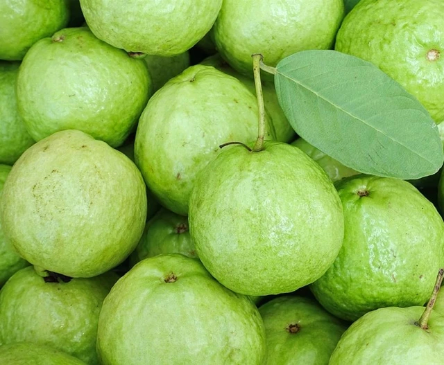 Guava