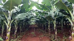 Laba bananas
