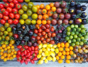 Tomato
