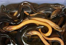 Eel Vietnamese