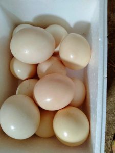 Ostrich eggs