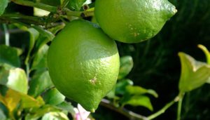 Vietnam's lemon export industry