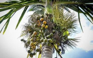 Areca Nut