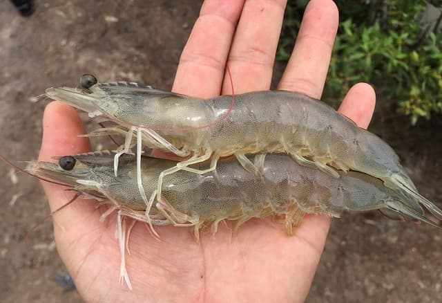  Whiteleg Shrimp
