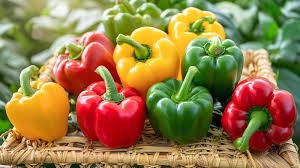 BELL PEPPER