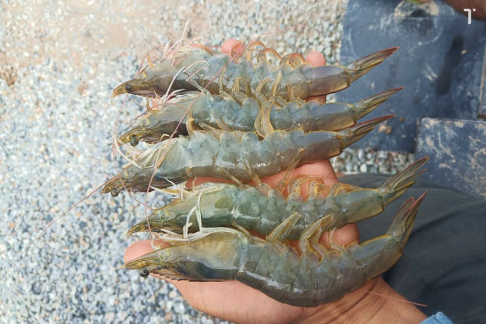 Whiteleg Shrimp